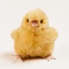 Toys & Books | Toys & Books | Pepa London Chick Toy in Yellow